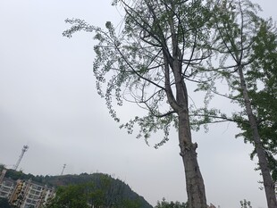 光秃树木与远山景象