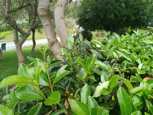 绿叶繁茂的园林植物景观