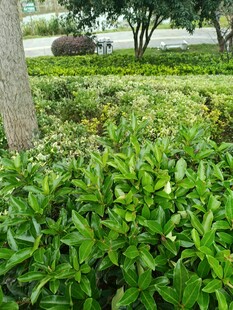 绿意盎然的城市绿化带