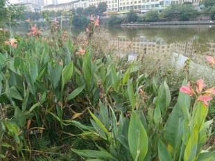 河畔美人蕉绿植景观