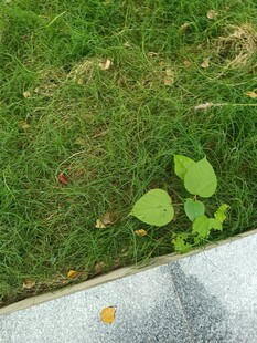 石板旁嫩绿小草