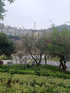 城市中的绿植景观