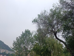 山林间的树木景致