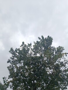 阴天中的繁茂树冠