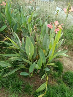 绿叶间绽放的粉色花卉