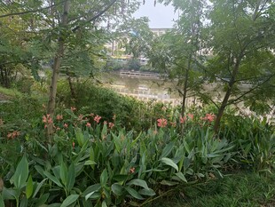 绿意盎然的花园景致