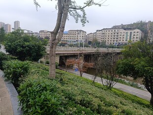 城市公园绿植与桥梁景观