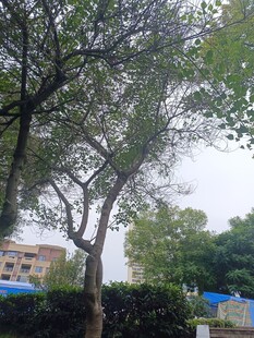 户外绿树与远处建筑景观