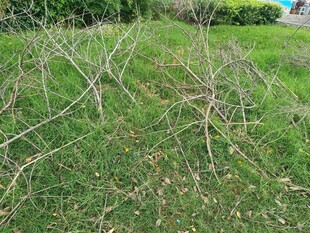 草地上的杂乱树枝