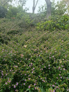 繁茂绿植覆盖的山坡