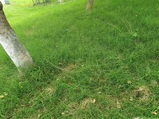 草地树根处的自然景象