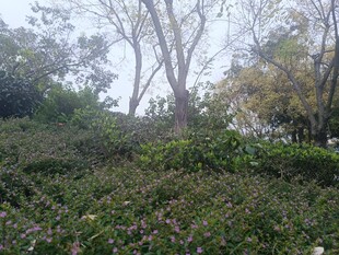 户外繁茂植被与树木景观