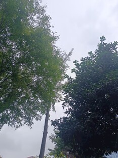 绿树成荫的户外景象