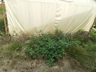 户外绿植与白色篷布场景