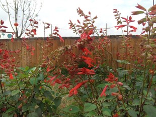 红叶绿植装点户外景致