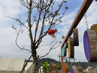 户外悬挂装饰与枯树景观