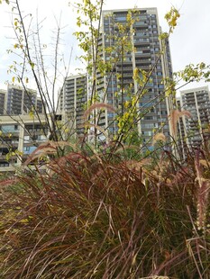 城市中繁茂的植物与高楼