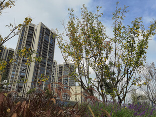 城市中绽放新绿的树木