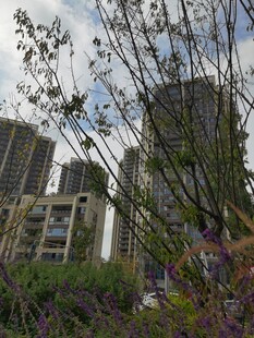 城市中繁茂的花草与高楼