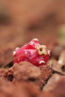 红色多肉植物特写