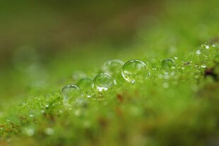 绿草上晶莹的露珠