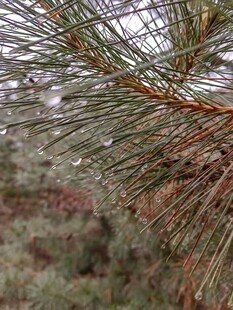 松枝挂露尽显自然清新