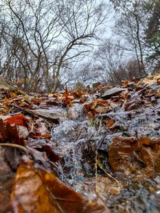 秋日溪边落叶景致