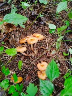 林间生长的橙色小蘑菇