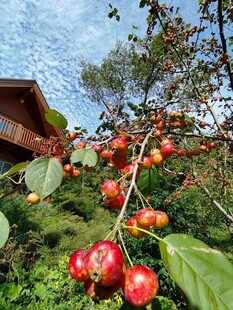 枝头累累的鲜艳红色果实