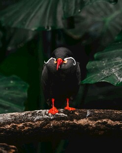 黑羽红喙红爪鸟栖于枝上