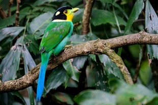 绿羽长尾鸟栖息于枝头