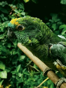 绿鹦鹉栖息于木杆上