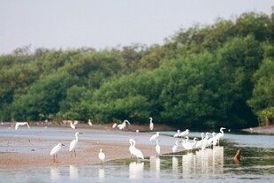 湿地群鸟栖息美景