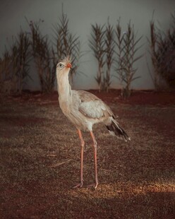 单只白鹳站立于野外