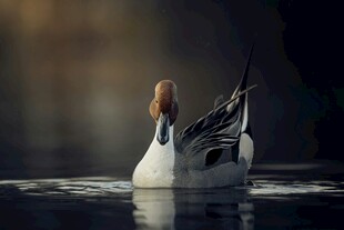 水中优雅 弋的针尾鸭