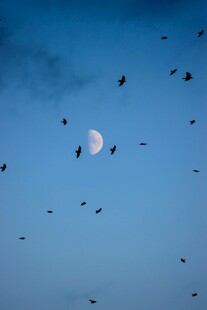 月夜飞鸟图