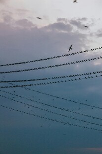 电线上的鸟儿与天空景色