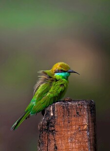 绿羽小鸟栖于木桩