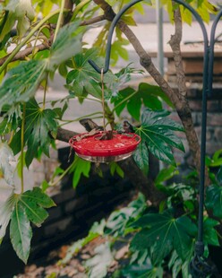 红萼龙吐珠绽放绿叶间