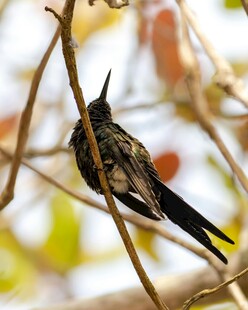 枝头栖息的长尾小鸟