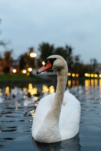 湖畔白天鹅悠然水中 