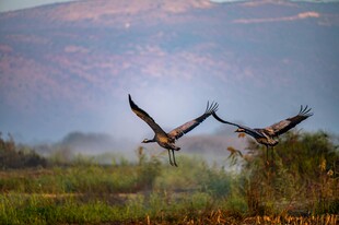 湿地双鸟展翅高飞