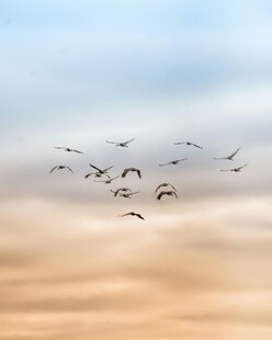 天空中飞翔的一群鸟儿