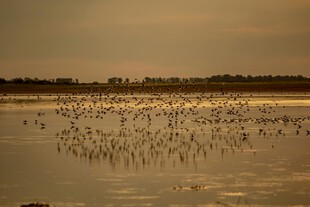 夕阳下的群鸟栖息湿地