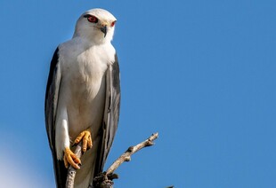 白尾鸢栖息枝头
