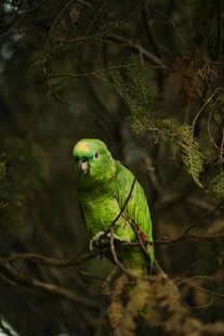 枝头的翠绿鹦鹉