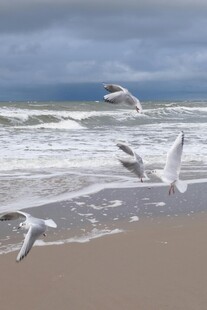 海滩上飞翔的海鸥