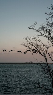 黄昏湖畔飞鸟与枯树