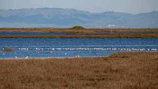 湿地景观 水域与草地相映