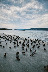 湖畔群鸟聚集的壮观景象